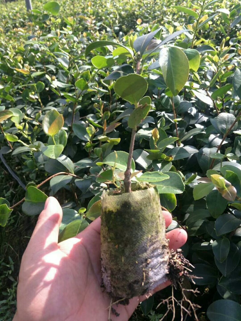 嫁接油茶长林系列