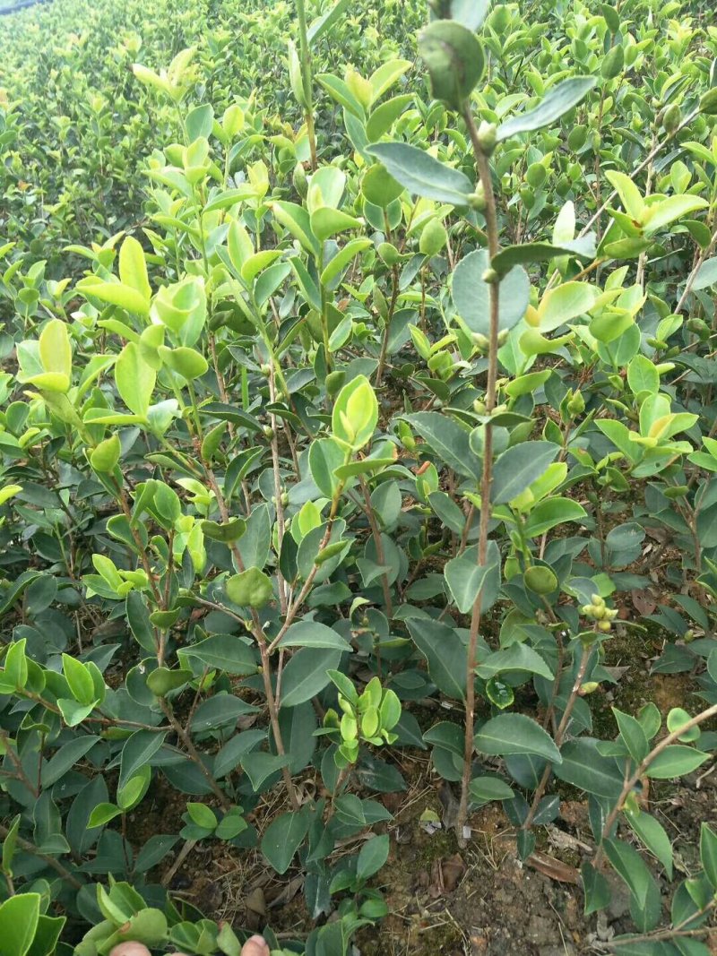 嫁接油茶长林系列