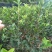 嫁接油茶长林系列