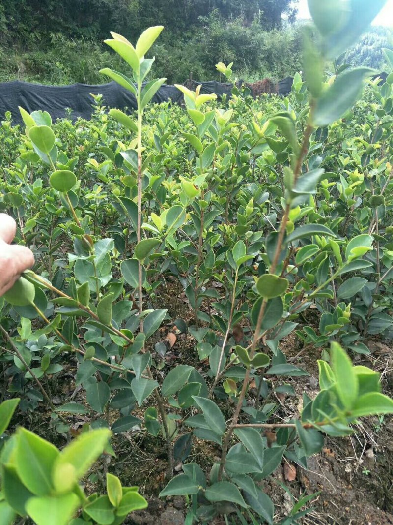 嫁接油茶长林系列