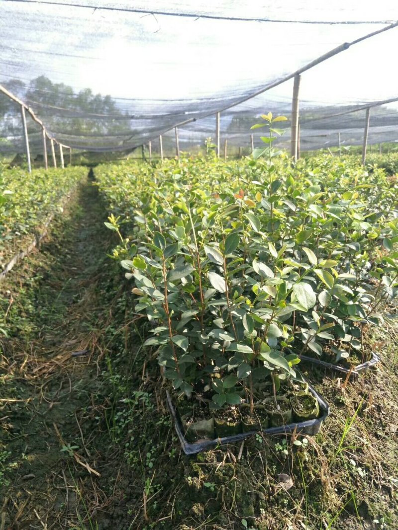 嫁接油茶长林系列