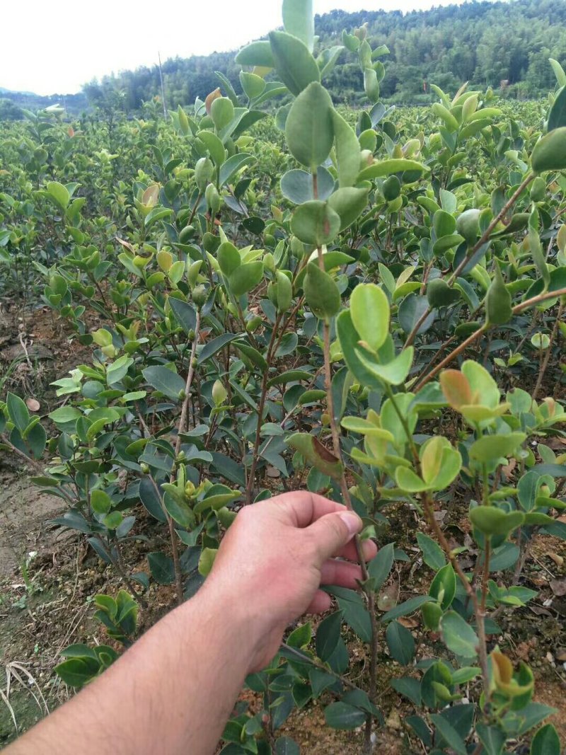 嫁接油茶长林系列
