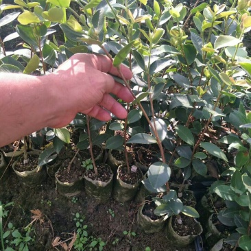 嫁接油茶长林系列