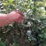 嫁接油茶长林系列
