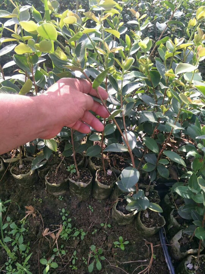 嫁接油茶长林系列