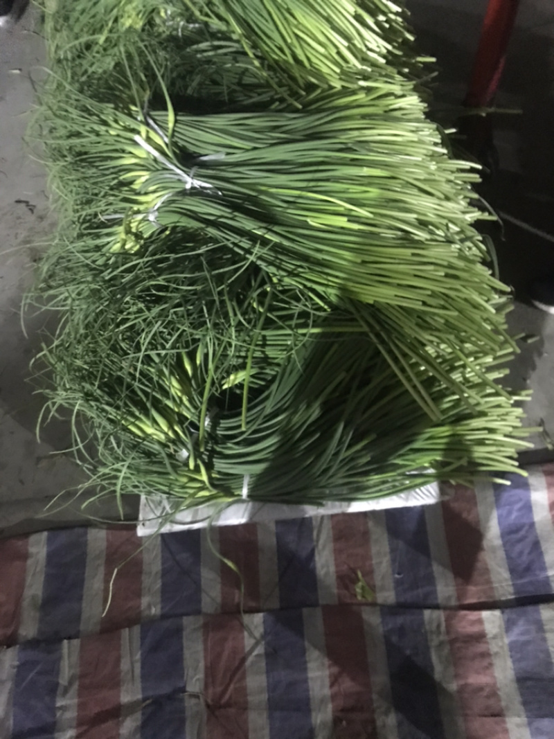 兰陵县蒜苔