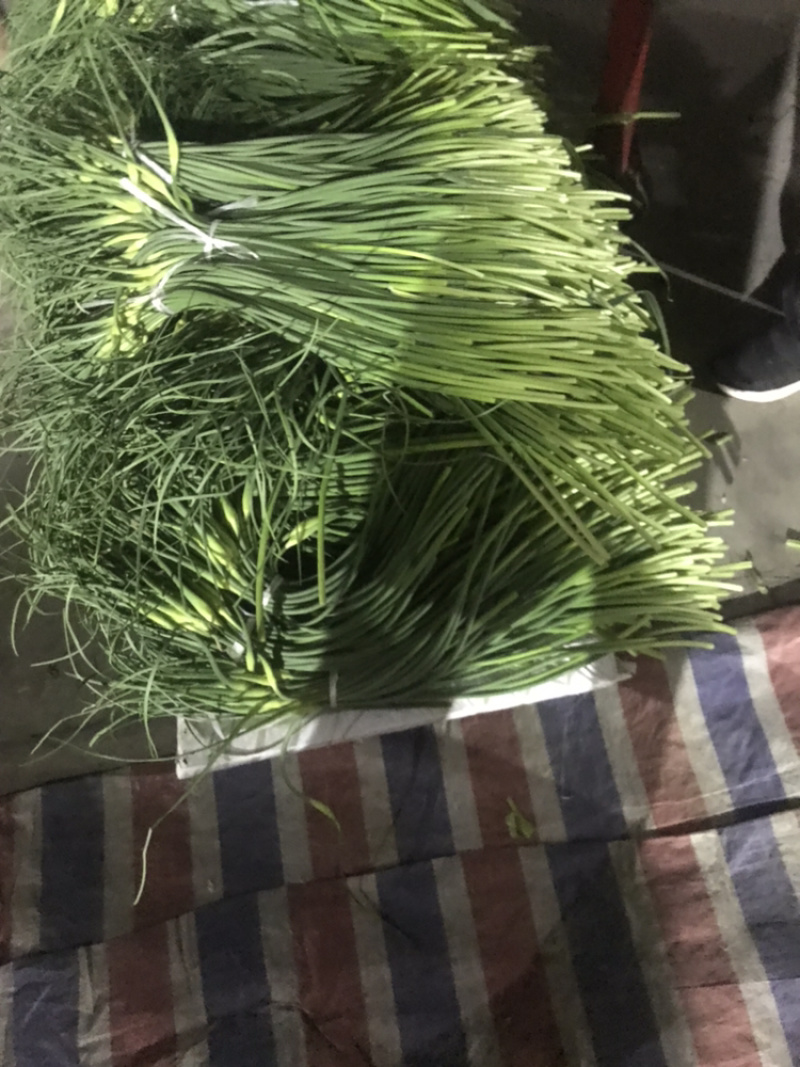 兰陵县蒜苔