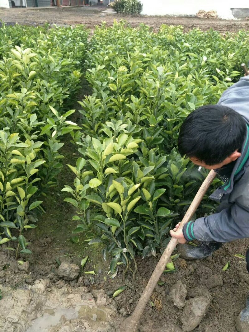 网红安福柚子井岗蜜柚