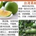 台湾青柚苗葡萄柚苗台湾葡萄柚苗甜葡萄柚苗