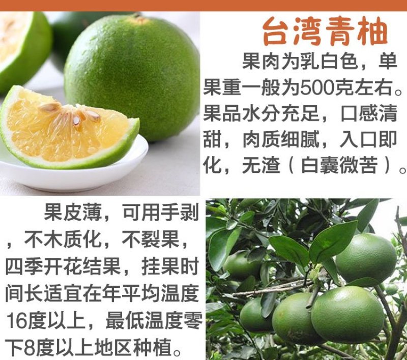 台湾青柚苗葡萄柚苗台湾葡萄柚苗甜葡萄柚苗