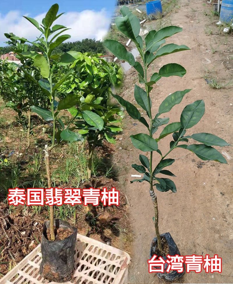 台湾青柚苗葡萄柚苗台湾葡萄柚苗甜葡萄柚苗