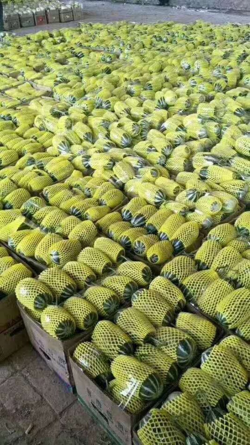 博洋甜瓜山东寿光大量上市