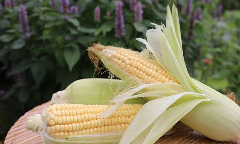 黑龙江即食玉米高压灭菌真空袋装一件代发可批发