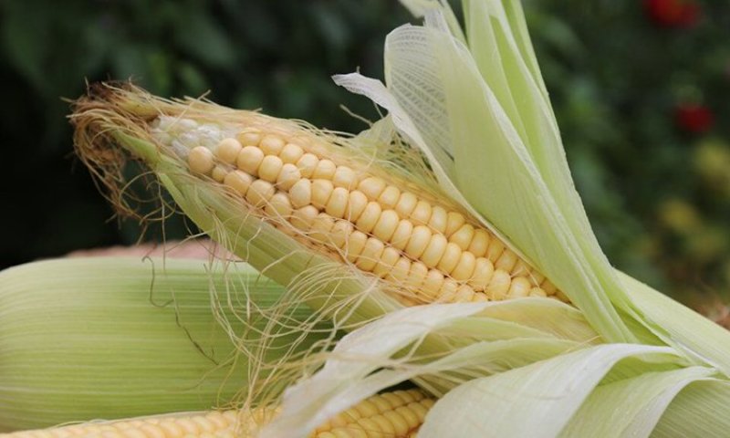 黑龙江即食玉米高压灭菌真空袋装一件代发可批发