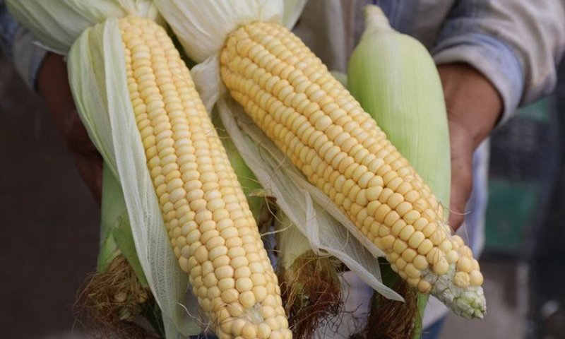 黑龙江即食玉米高压灭菌真空袋装一件代发可批发