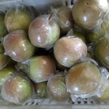 玉露香梨