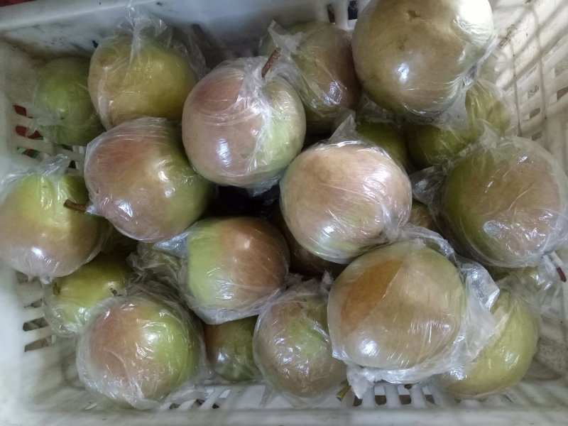 玉露香梨