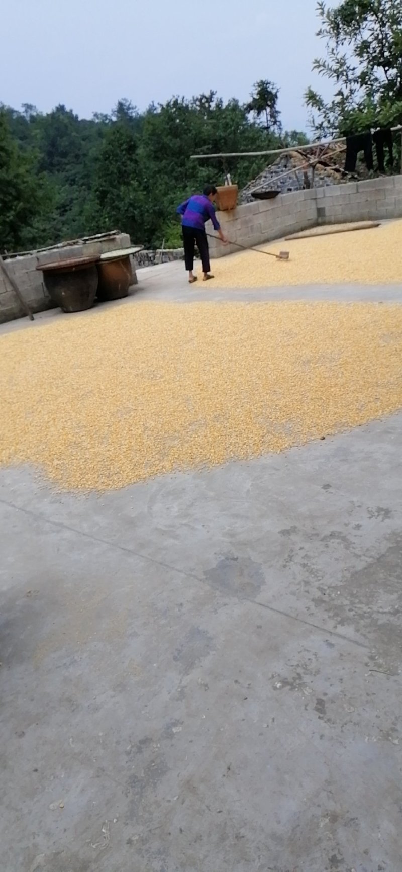 干玉米粒