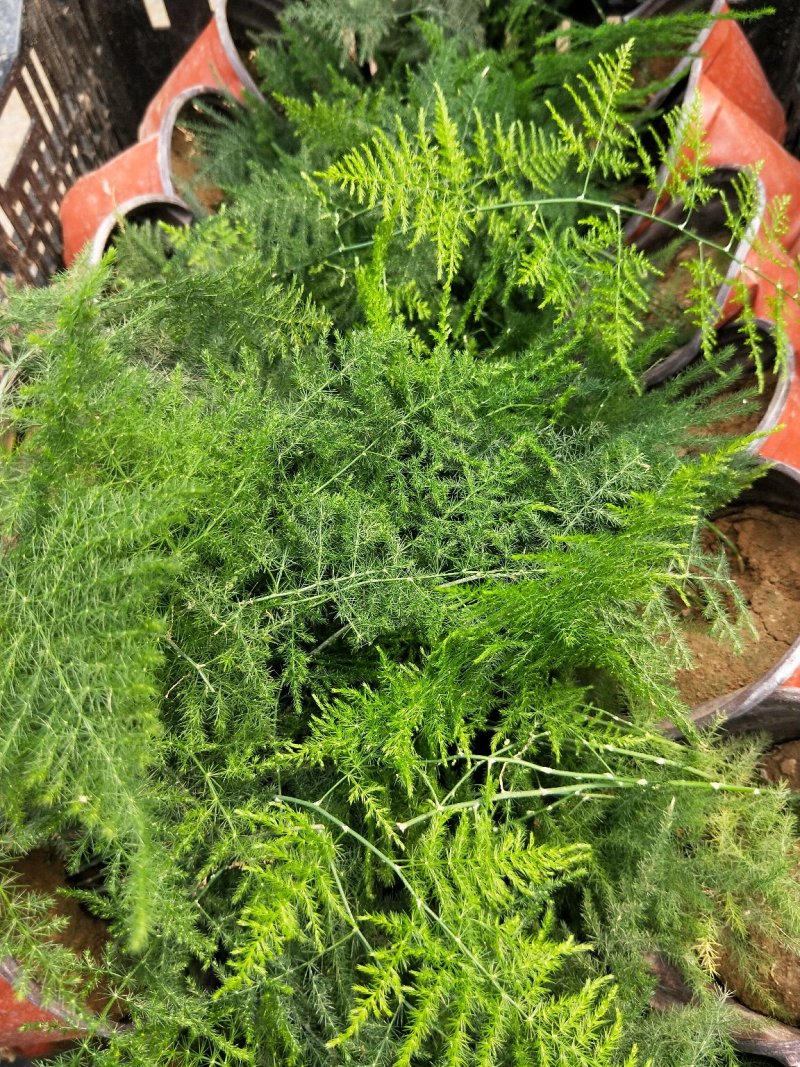 文竹云片竹盆景花卉量大优惠产地直发