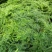 文竹云片竹盆景花卉量大优惠产地直发