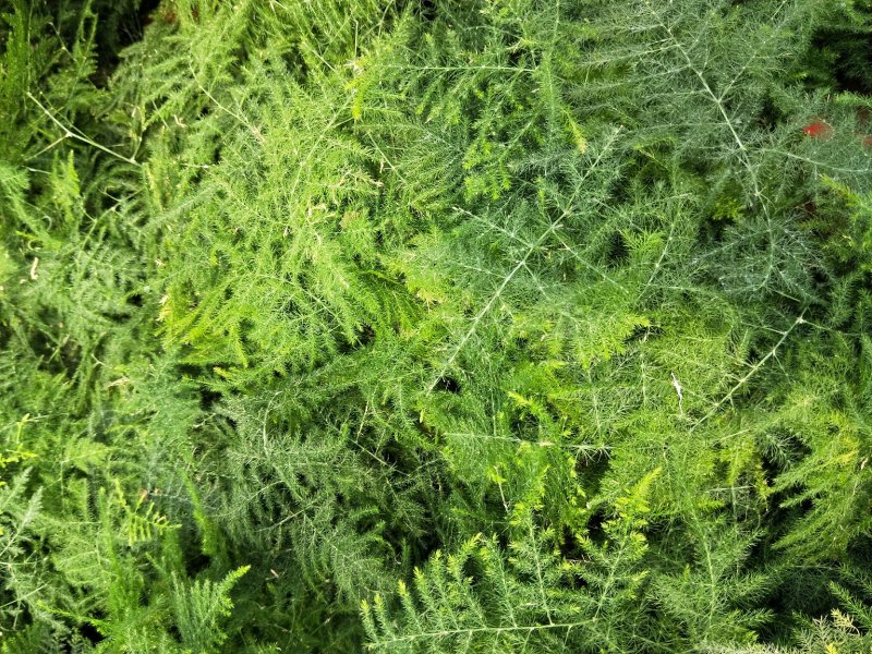 文竹云片竹盆景花卉量大优惠产地直发