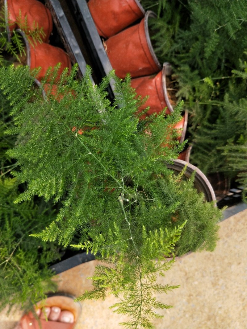 文竹云片竹盆景花卉量大优惠产地直发