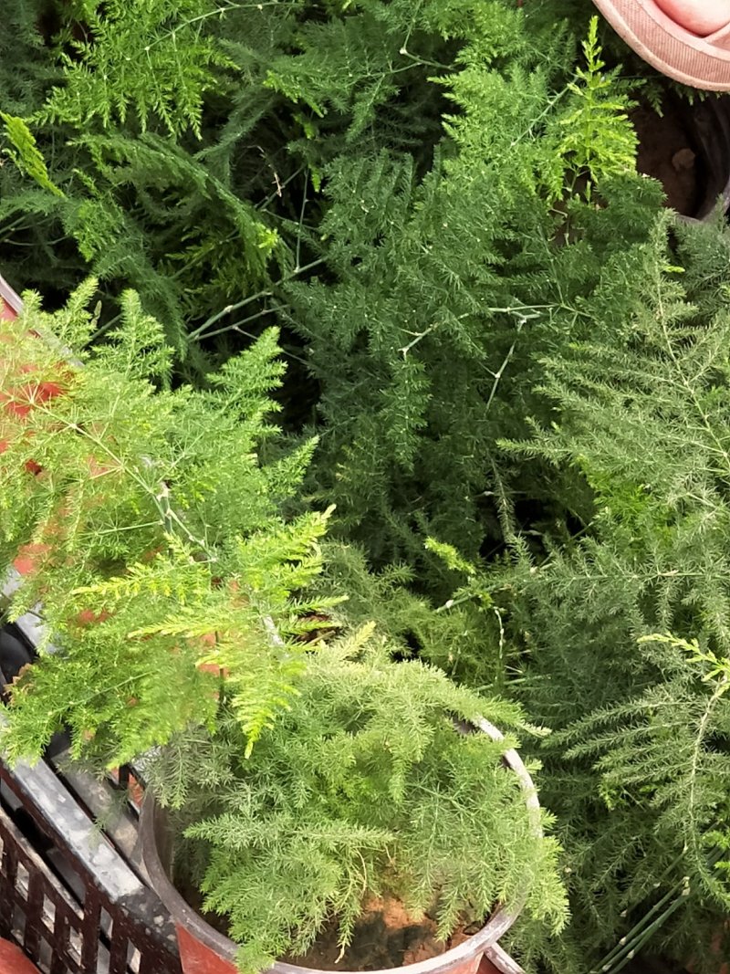文竹云片竹盆景花卉量大优惠产地直发