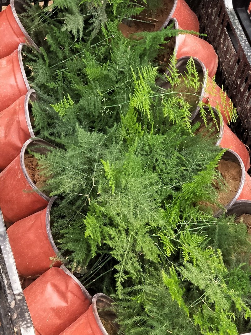 文竹云片竹盆景花卉量大优惠产地直发