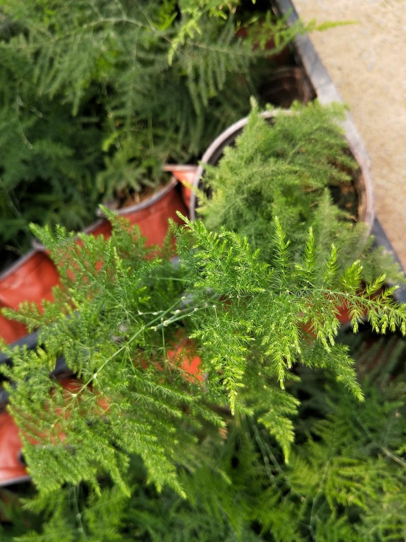 文竹云片竹盆景花卉量大优惠产地直发