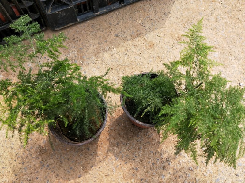 文竹云片竹盆景花卉量大优惠产地直发