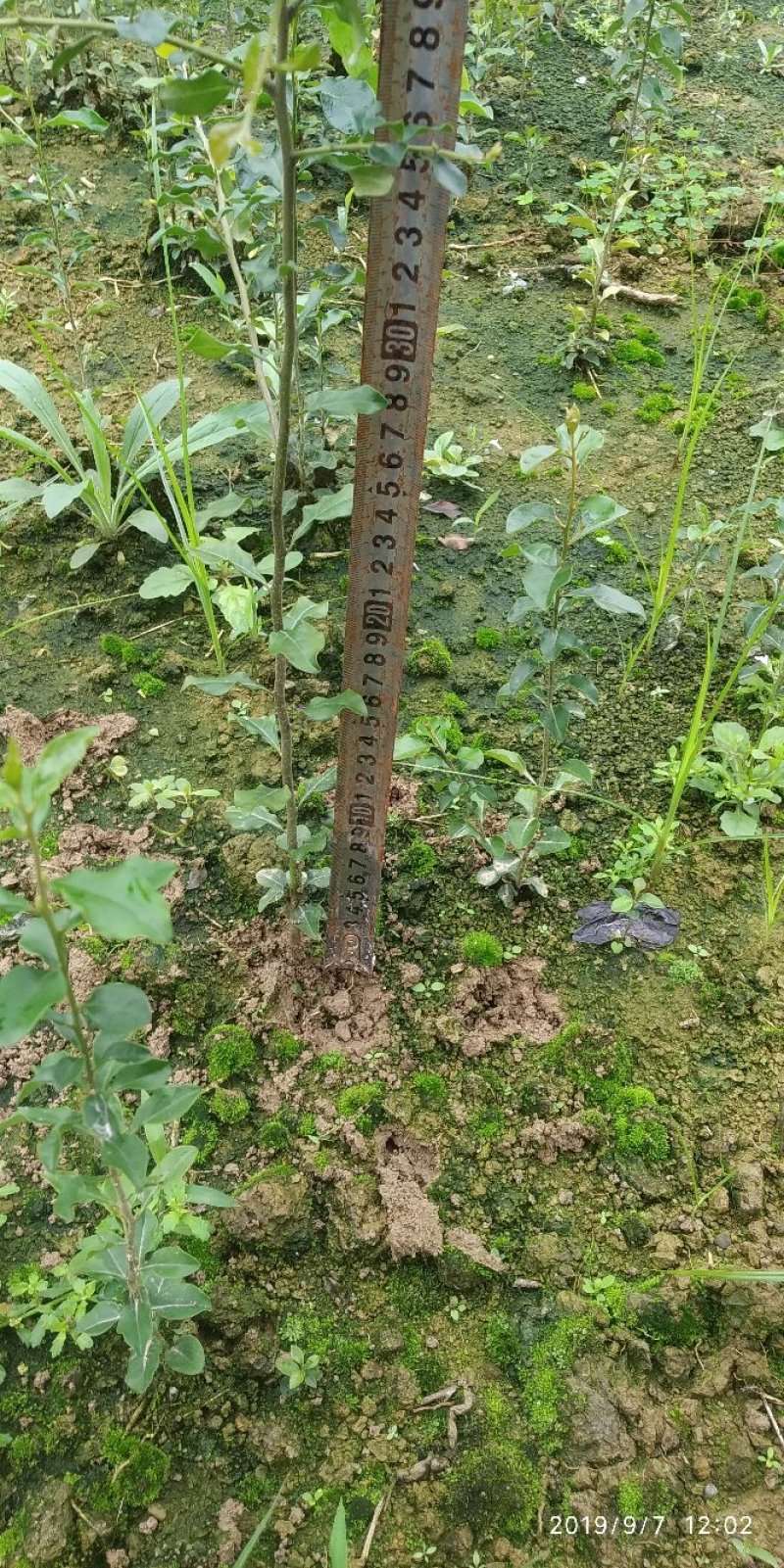 金弹子苗