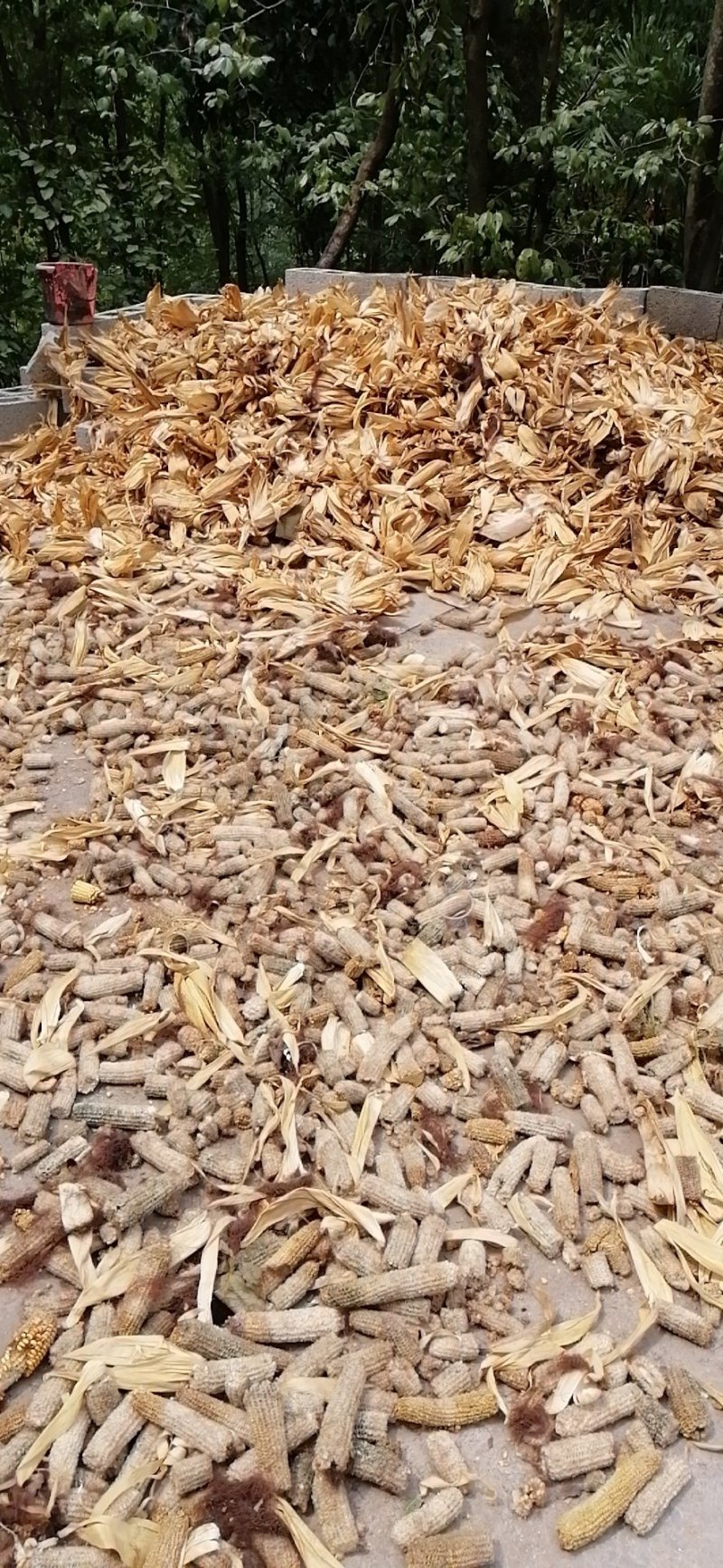 干玉米芯