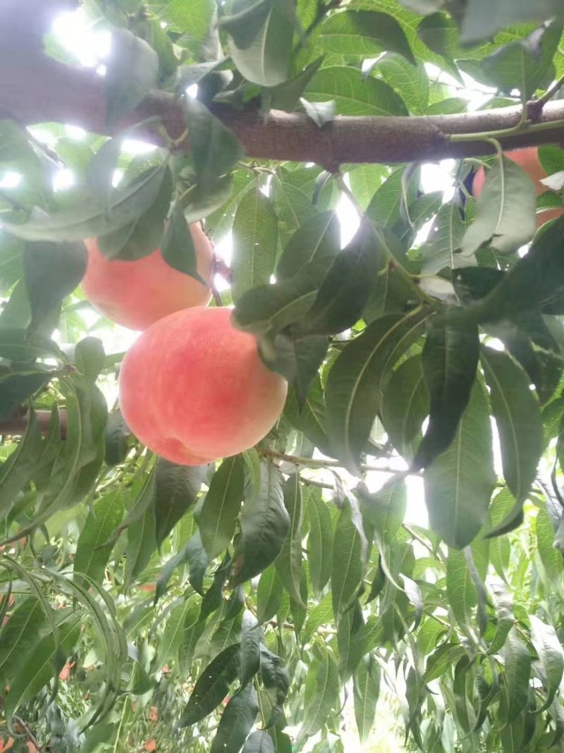 红不软毛桃（黄土高坡优质农产品，个大色好，口感纯甜）