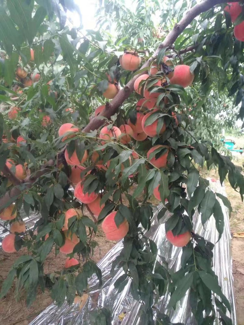 红不软毛桃（黄土高坡优质农产品，个大色好，口感纯甜）