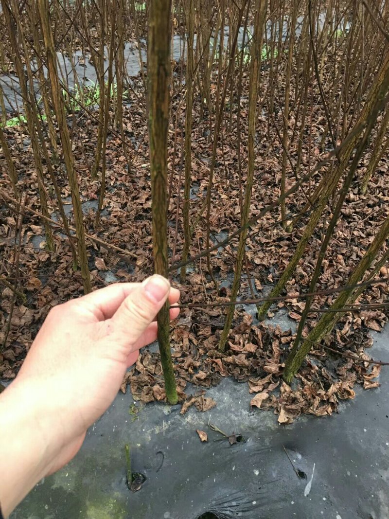 美国紫叶紫薇