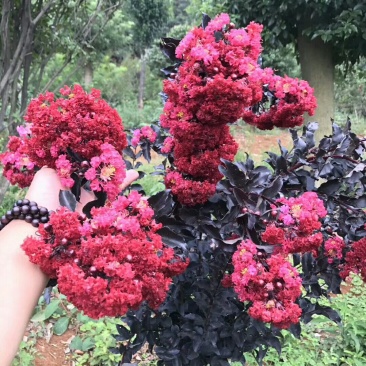 美国紫叶紫薇