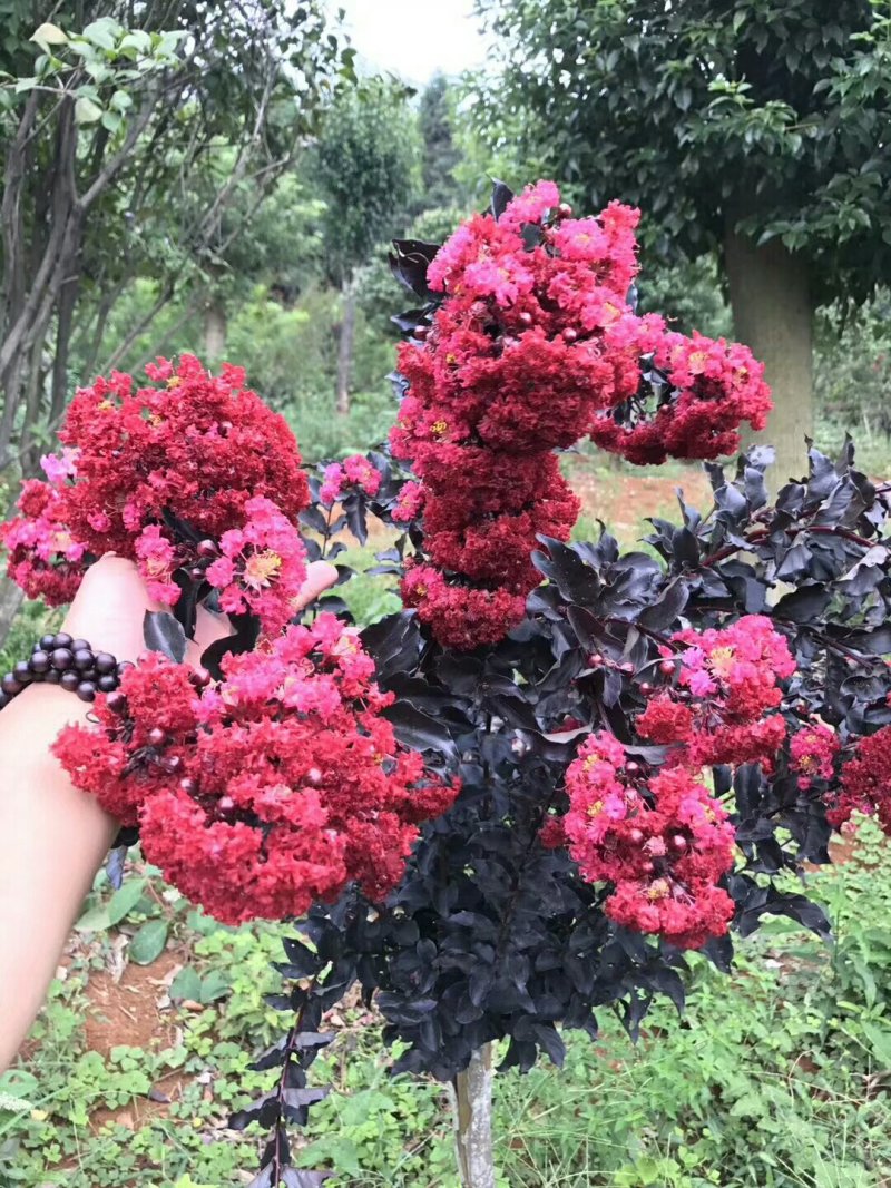 美国紫叶紫薇