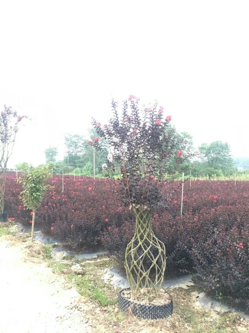 美国紫叶紫薇