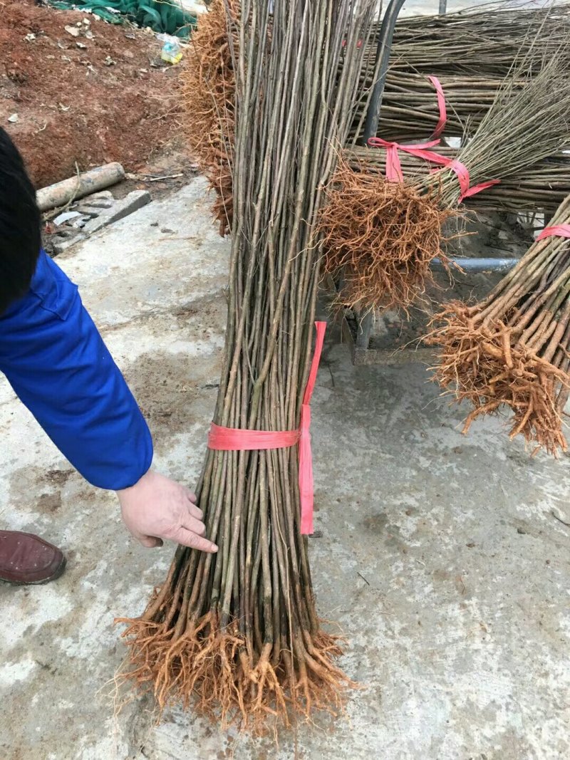 美国紫叶紫薇