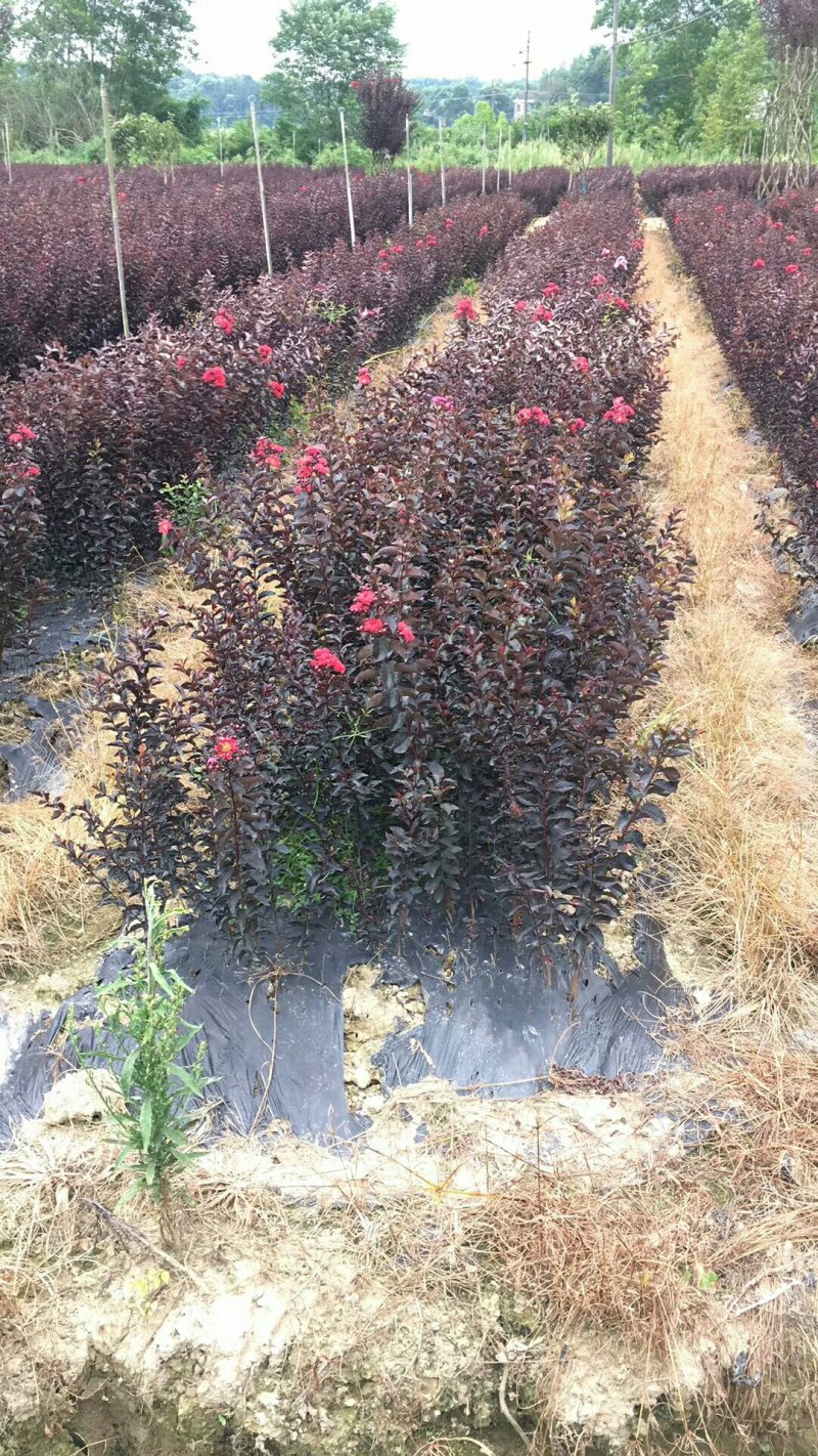 美国紫叶紫薇