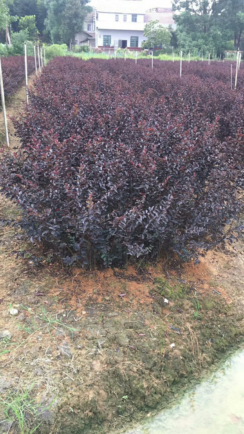 美国紫叶紫薇