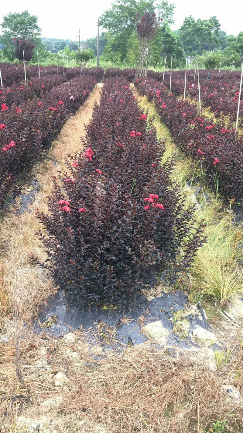 美国紫叶紫薇