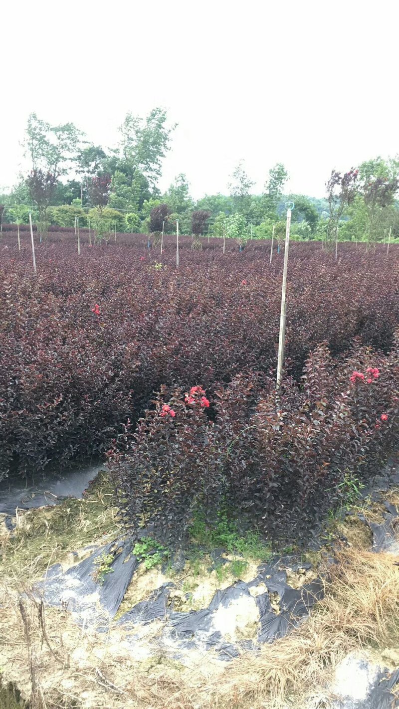 美国紫叶紫薇