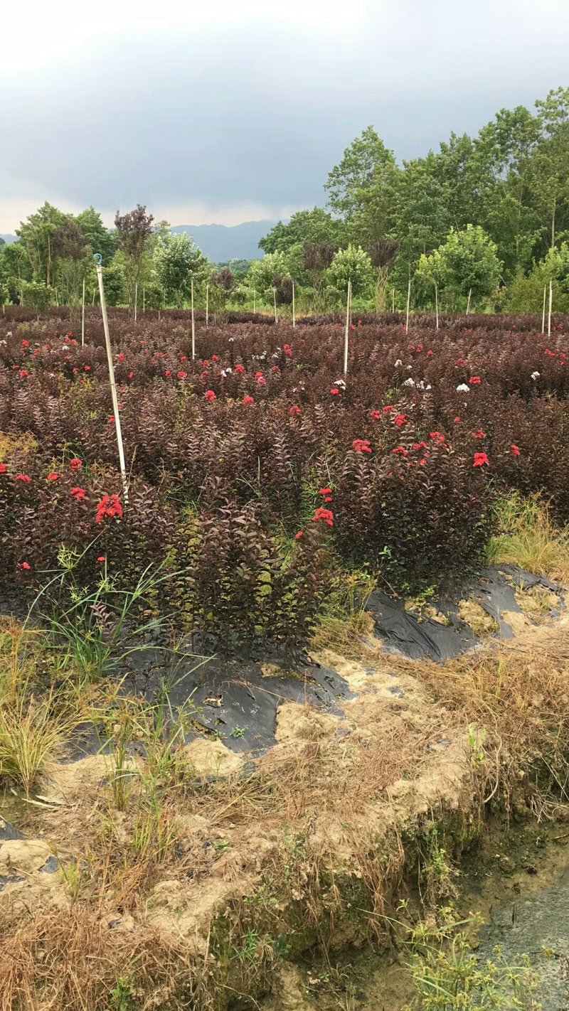 美国紫叶紫薇