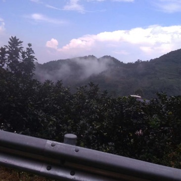 山绿茶