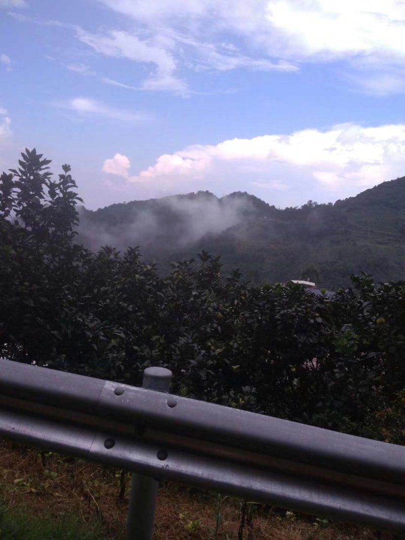 山绿茶