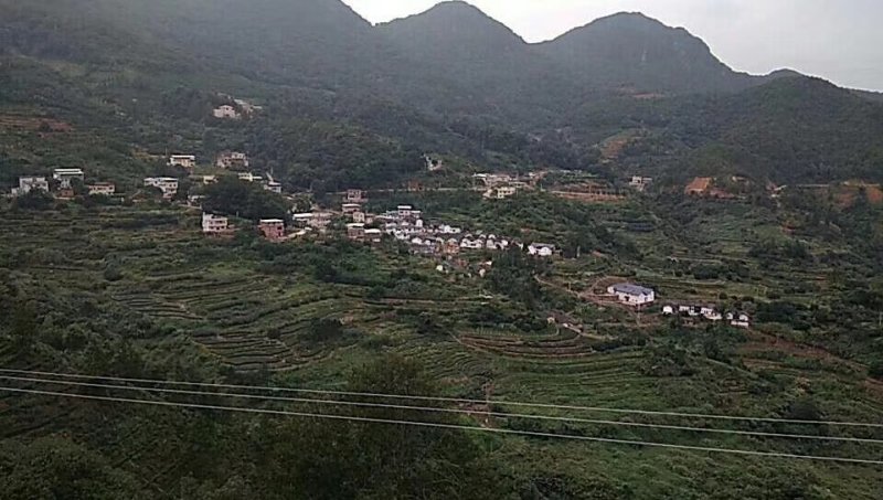 山绿茶