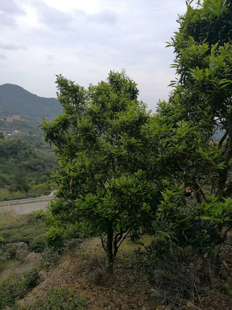 山绿茶