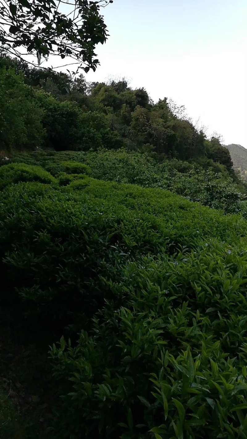 山绿茶
