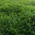 山绿茶